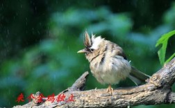 雨天小鸟为什么飞得低（小鸟在下雨的时候会怎么样)