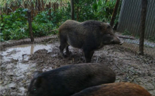 特种野猪销路哪里找（特种野猪养殖国家最新政策）