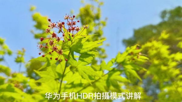 华为相机hdr（华为相机HDR在哪里呢?）-图2