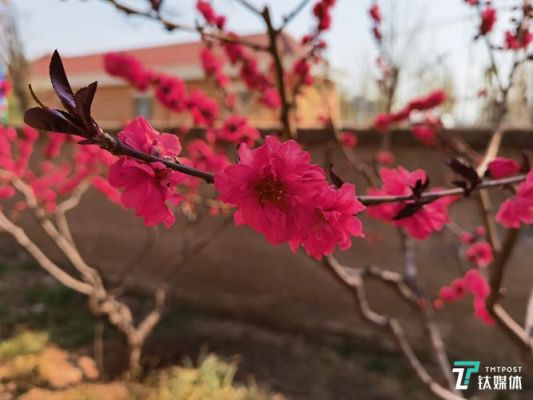 华为手机拍照怎么虚化（华为手机拍照怎么虚化照片）-图3