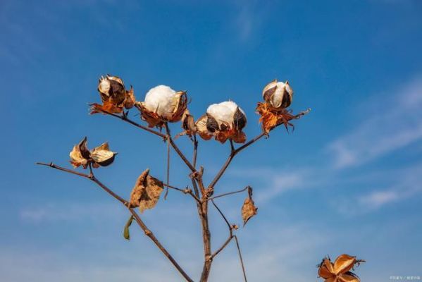 棉花坏了怎么办（棉花脏了旧了可以怎么洗）-图3