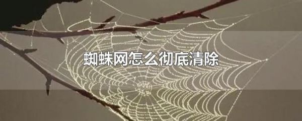 蜘蛛从网站哪里抓取（蜘蛛从网上怎么下来）-图1