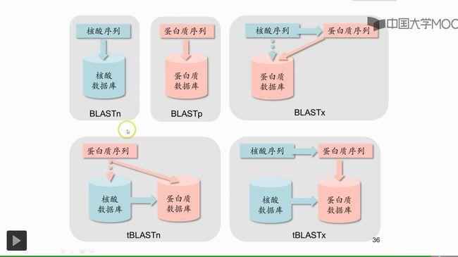 BLAST中blastx和tblastx的区别有哪些（blastn和blastp的区别）-图1