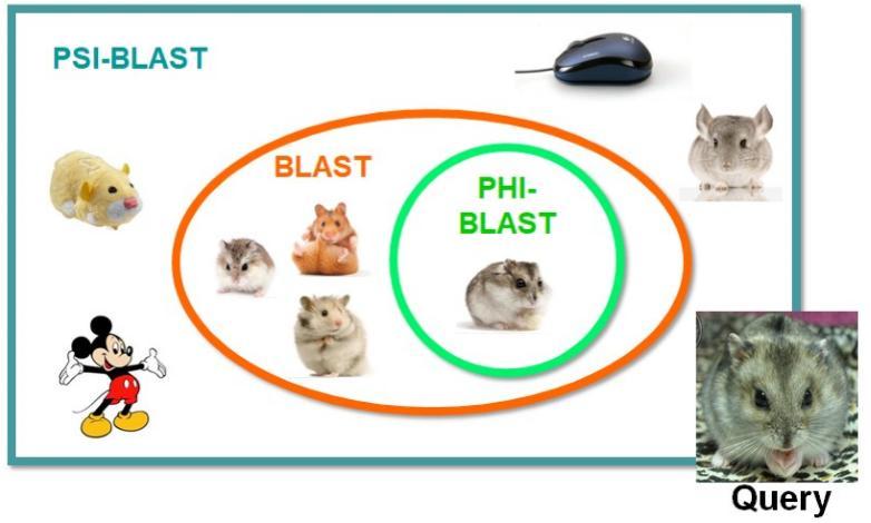 BLAST中blastx和tblastx的区别有哪些（blastn和blastp的区别）-图3