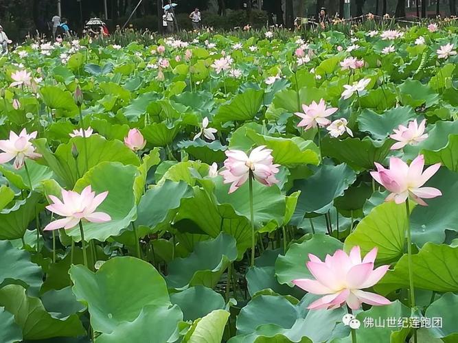 为什么要爱护荷花（荷花为什么是国家一级保护植物)-图1