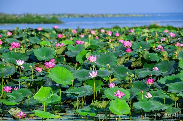 为什么要爱护荷花（荷花为什么是国家一级保护植物)-图3