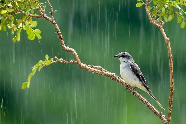 雨天小鸟为什么飞得低（小鸟在下雨的时候会怎么样)-图2