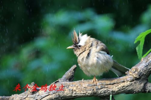 雨天小鸟为什么飞得低（小鸟在下雨的时候会怎么样)-图1